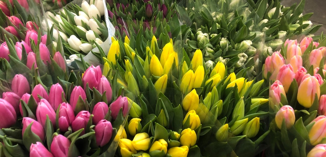 Tulpes