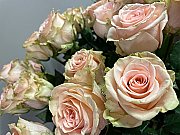 Gaiši rozā Rozes 80cm