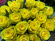 Dzeltenas rozes 70 cm