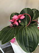 Medinilla