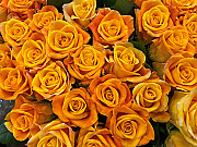 Oranžas rozes 60 cm