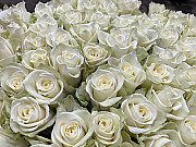 Baltas rozes 70 cm