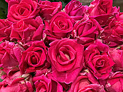 Spilgti rozā rozes 80 cm