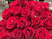 Spilgti sarkanas rozes 80 cm