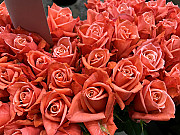 Laškrāsas rozes 80 cm