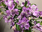 Violetas alstromērijas