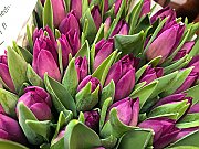 Violetas
