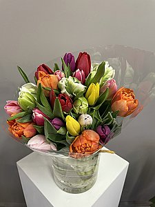 violetas tulpes