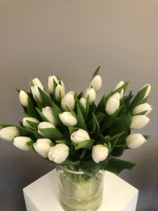 baltas tulpes