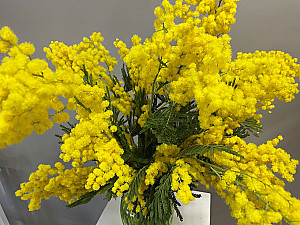 Mimoza