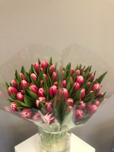 rozā ar baltu tulpes