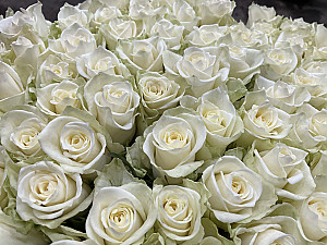 Baltas rozes 70 cm