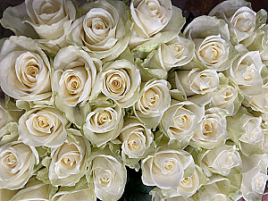 Baltas rozes 70 cm