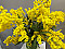 Mimoza