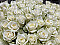 Baltas rozes 70 cm