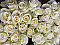 Baltas rozes 70 cm