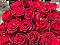 Spilgti sarkanas rozes 80 cm